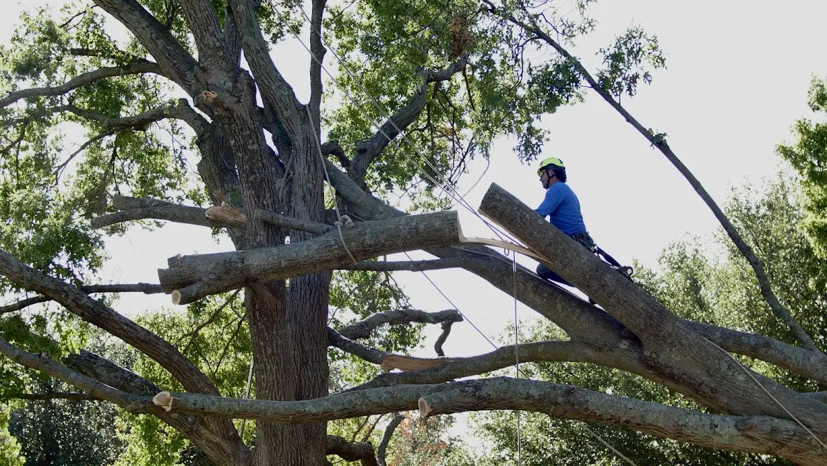 Professional Crown Thinning performed by certified arborists in Beverly Hills
