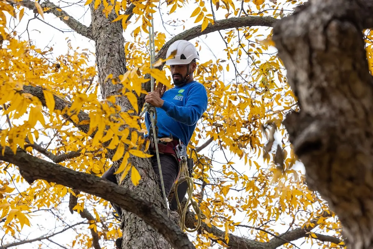 Skilled Tree Trimming crew working in Beverly Hills