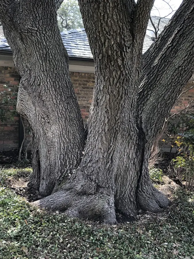 Mature heritage tree close to a Beverly Hills property cared for by certified arborists